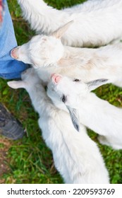 Little White Goats At The Farmer's Feet. Top View Outdoors On A Summer Day. Selective Focus On Baby Goat With Open Eyes