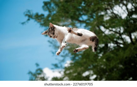 little white and gray cat, falling from the blue sky, as if flying. - Powered by Shutterstock