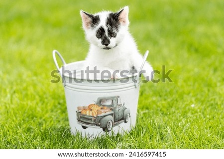 Little white kitten with black spots in the water bucket