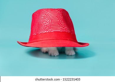 little white kitten is hiding under a red hat on a turquoise background