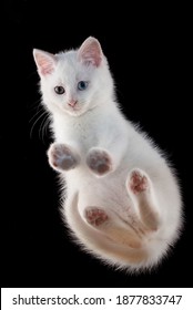 Little White Kitten On A Black Background, Shot From Below