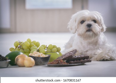 Little White Maltese Dog And Food Ingredients Toxic To Him