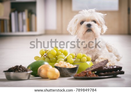 Little white maltese dog and food ingredients toxic to him