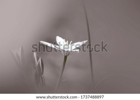 Similar – White garden dahlia against a blue sky