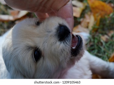 a little white puppy in autumn leaves