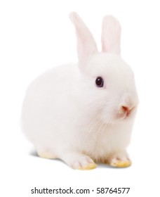 135,879 Little white rabbit Images, Stock Photos & Vectors | Shutterstock