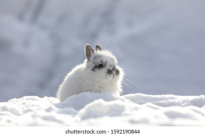 Little White Rabbit In The Snow In Winter