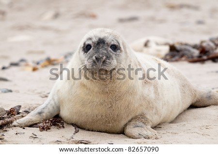 Little white seal Stock foto © 