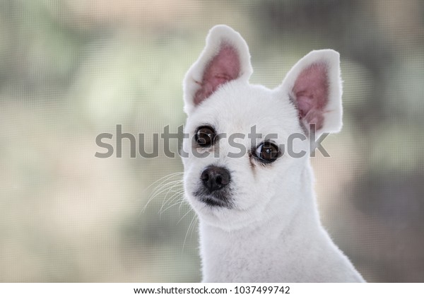 Little White Spitz Dog Sad Eyes Stock Photo Edit Now 1037499742