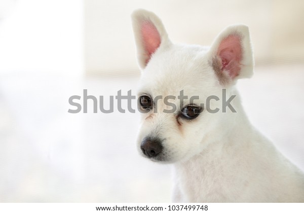 Little White Spitz Dog Sad Eyes Stock Photo Edit Now 1037499748