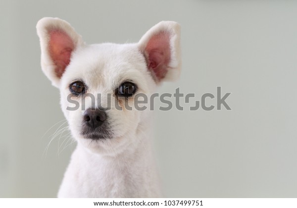 Little White Spitz Dog Sad Eyes Stock Photo Edit Now 1037499751