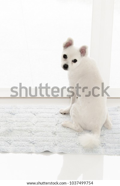 Little White Spitz Dog Sad Eyes Animals Wildlife Stock Image