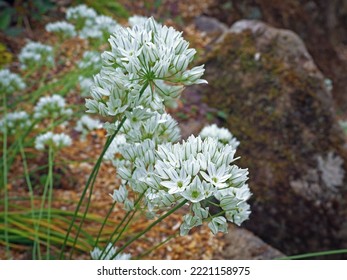 Little white Triteleia hyacinthina flowers in a rock garden - Shutterstock ID 2221158975