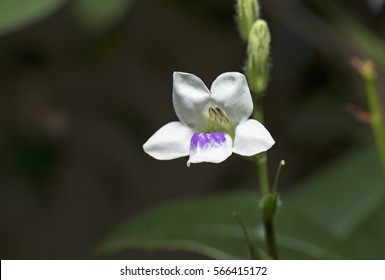 Little White And Violet Flower With Buds