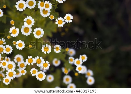 Similar – Image, Stock Photo small white Flower Plant