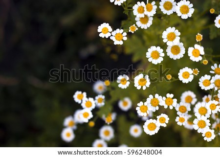 Similar – Image, Stock Photo small white Flower Plant