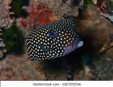 749 Spotted boxfish Images, Stock Photos & Vectors | Shutterstock