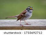 A Little White-Throated Sparrow on a Fence