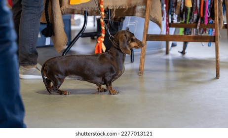 Little wiener dog between legs of humanson a mall - Shutterstock ID 2277013121