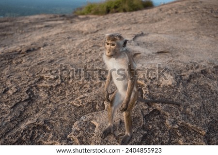Little wild adult monkey standing on stone in Sri Lanka