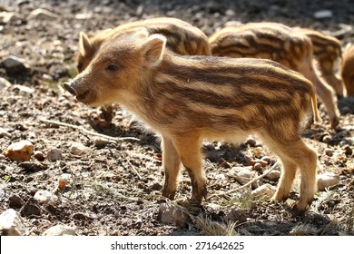 イノシシ 子供 の写真素材 画像 写真 Shutterstock