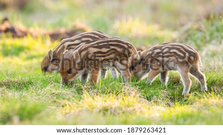 Little wild boar, sus scrofa, piglets feeding on meadow in springtime nature. Young swings grazing on green field in spring. Striped mammals eating on grassland.