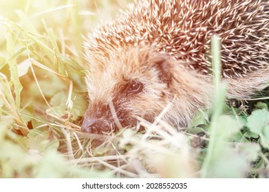 Little Wild Hedgehog Running On The Grass. The Animal's Muzzle, Eyes And Nose Zoomed In Close Up. Rustic And Nature Concept. Defocused And Motion Blur. Flare