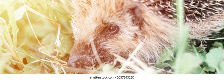 Little Wild Hedgehog Running On The Grass. The Animal's Muzzle, Eyes And Nose Zoomed In Close Up. Rustic And Nature Concept. Defocused And Motion Blur. Banner. Flare