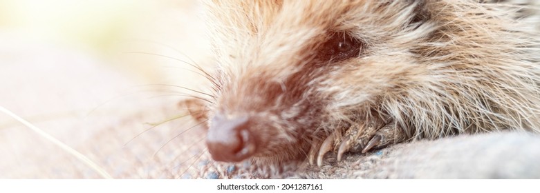 Little Wild Hedgehog Sits On A Man's Gloved Hand. The Animal's Muzzle, Eyes And Nose Zoomed In Close Up. Rescue And Care Of Animals, Environment Protection. Rustic And Nature Concept. Banner. Flare