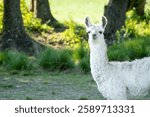 Little wild llama lying on the ground. Baby llama in its natural habitat. Small wild llama in Argentina. Native animal of Argentina