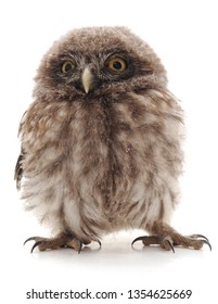 Little wild owl isolated on a white background.