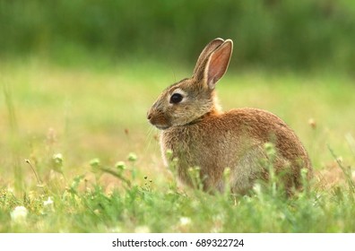 Little Wild Rabbit