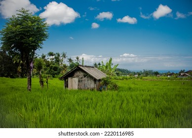 Little Wood House  In Bali