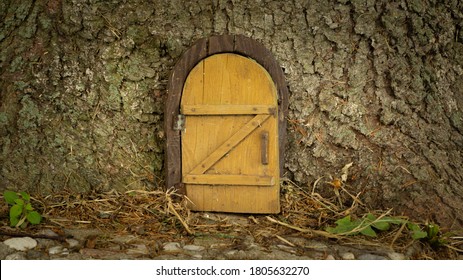 Little wooden fairy tale door in a tree trunk. fairytale forest house. Little rustic wooden fairy door in tree trunk. house on a tree