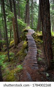 Little Wooden Path In The Forest In Whistler Canada