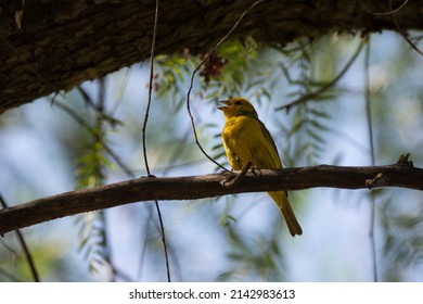 Little Yellow Bird Singing On A Branch