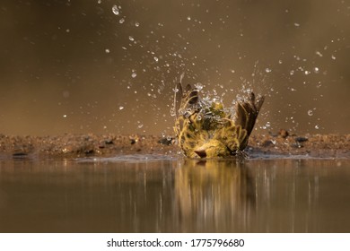 A Little Yellow Bird Splashing Water Over Its Plumage And Taking A Morning Bath In A Waterhole In Africa