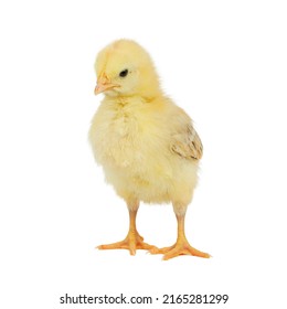 37,135 Yellow Chicks Isolated Stock Photos, Images & Photography ...