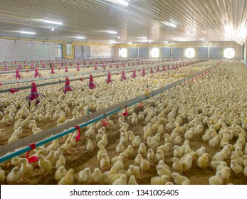 Little Yellow Chicken Chicks With Farm Background 