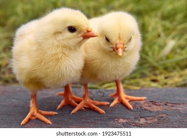 Little Yellow Cute Baby Chicks.