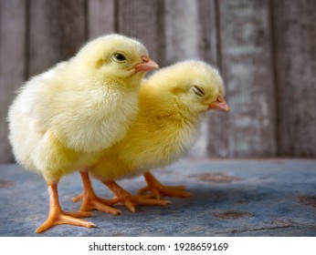 Little Yellow Cute Baby Chicks.