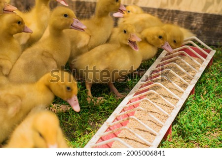 Little yellow cute ducklings eat food from the trough. Fenced domestic ducklings outdoors.