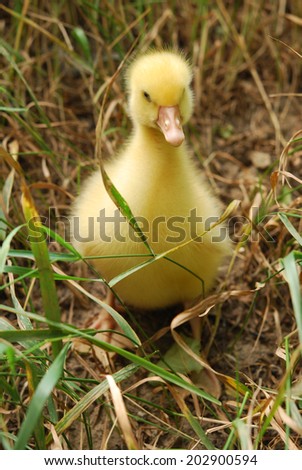 Similar – Image, Stock Photo Baby Muscovy ducklings Cairina moschata