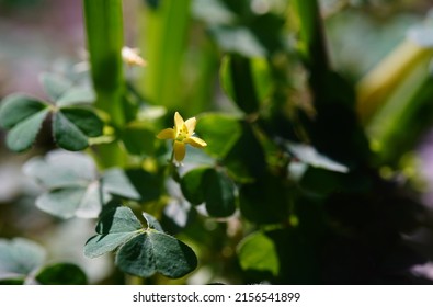 Little yellow flower, (Oxalis corniculata L.), in light and shadow, spot focus, green leaves background.                               