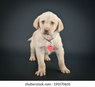 Little Yellow Lab Puppy Wearing A Collar And Tag On A Black Background.