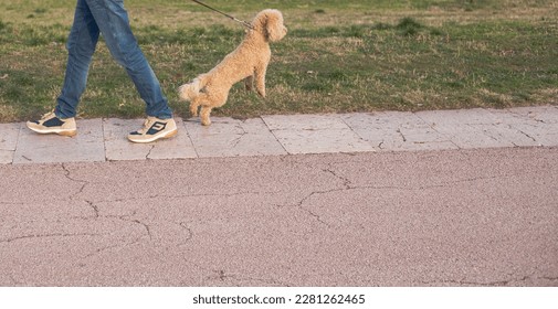 The little yellow poodle does not want to go with the owner - Shutterstock ID 2281262465