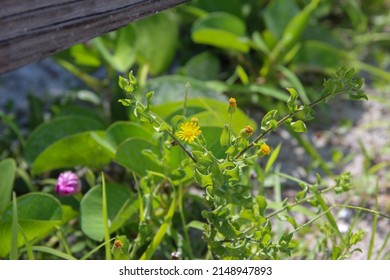 Little Yellow And Purple Wild Flowers In The Florida Dunes