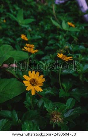 Little Yellow Star flower in the garden