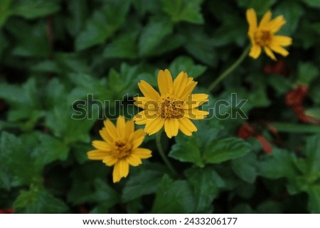 Little Yellow Star flower in the garden