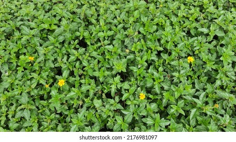 Little Yellow Star Groundcover Background